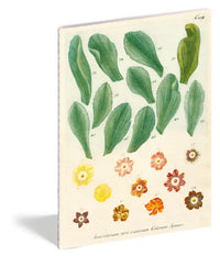John Derian Paper Goods: Kitchen Delights Notebooks